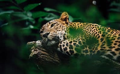 The Belize Zoo and Tropical Education Center