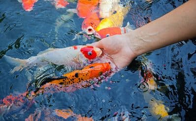 Aquascene Fish Feeding Sanctuary & Cafe