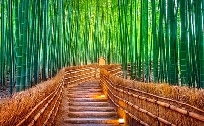 Arashiyama Bamboo Forest