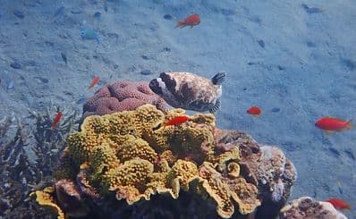 New Way Diving & Sea Tours