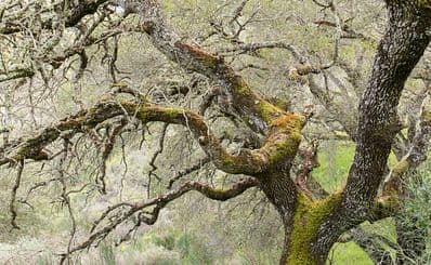 Almaden Quicksilver County Park
