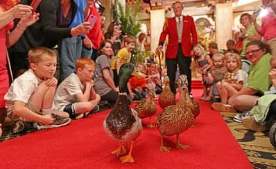 Peabody Hotel Ducks