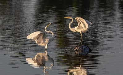 Kota Kinabalu Wetland Centre