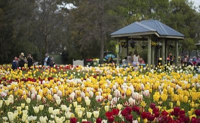 Floriade — Australia’s biggest celebration of spring