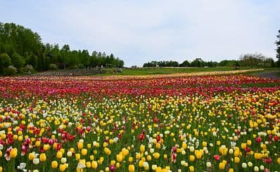 Takino Suzuran Hillside Park