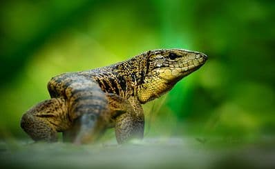 The National Reptile Zoo