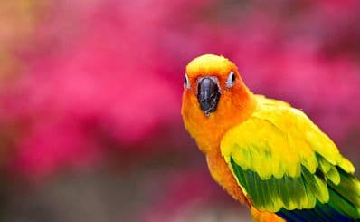 Zoo de Guadeloupe