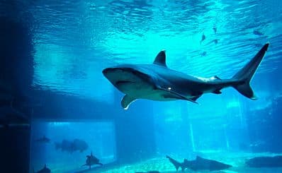uShaka Marine World