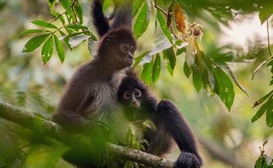 Monkey Sanctuary (Akumal)