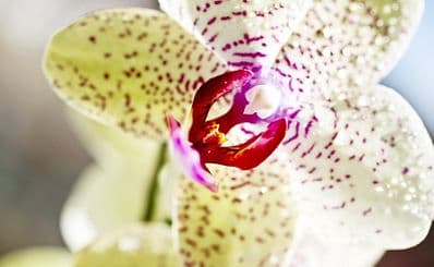 Puentespina Orchids & Tropical Plants Centre