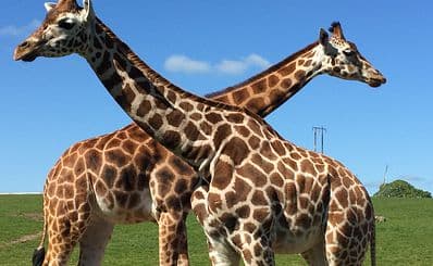 Fota Wildlife Park