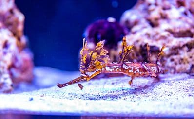 Waikiki Aquarium