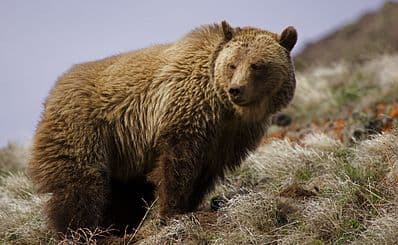 Grizzly Country Wildlife Adventures