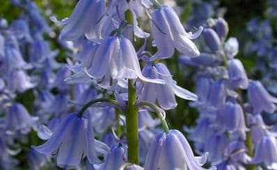 Jenkinstown Wood & Walled Garden Walk