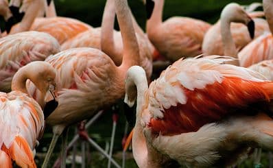 Birdwatching with Paulino Lopez Delgado