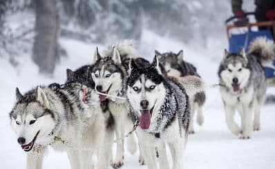 Dog Sledding