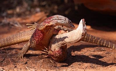 Alice Springs Reptile Centre