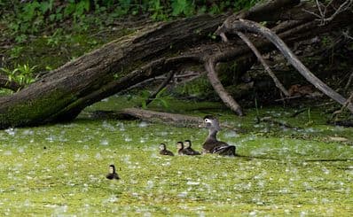Pickerel Creek Wildlife Area