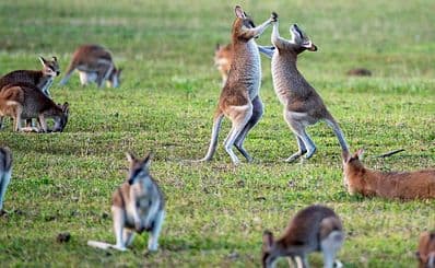 Currumbin Wildlife Sanctuary