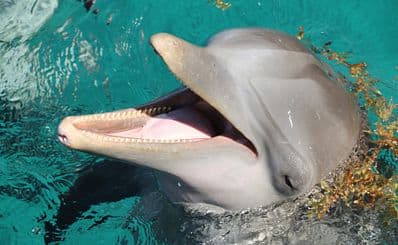 Port Of Nagoya Public Aquarium