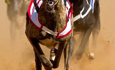 Nottingham Greyhound Stadium