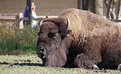Brookfield Zoo