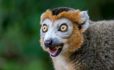 Zoo de Twycross