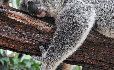Lone Pine Koala Sanctuary