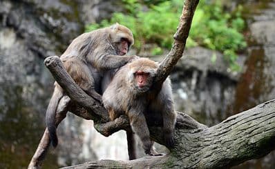 Taipei Zoo