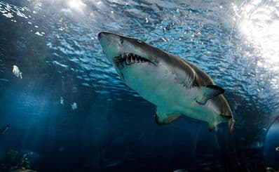Shark Alert