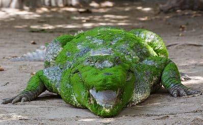 Kachikally Crocodile Pool