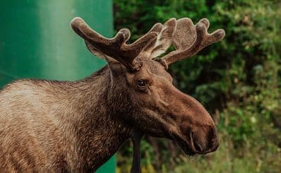 Moose Garden