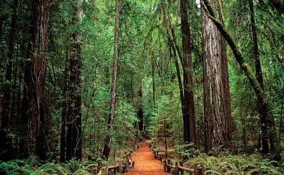 Armstrong Redwoods State Natural Reserve