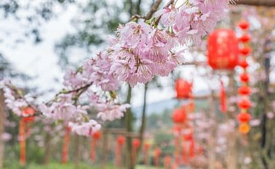 Nanshan Botanical Garden