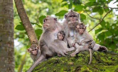 Sacred Monkey Forest Sanctuary