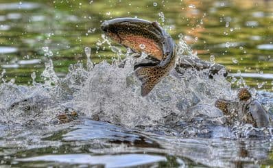 Fishing