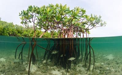 Ten Thousand Islands National Wildlife Refuge