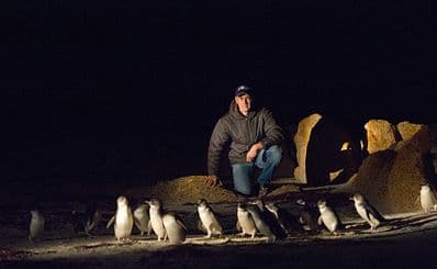 Bicheno Penguin Tour