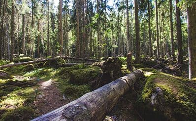 Ycke Urskog in Ulrika