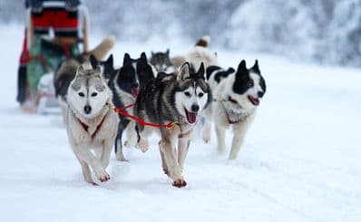 Jackson Hole’s Continental Divide Dogsled Adventures