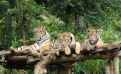 Chiang Mai Zoo
