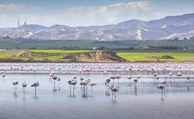 Larnaca