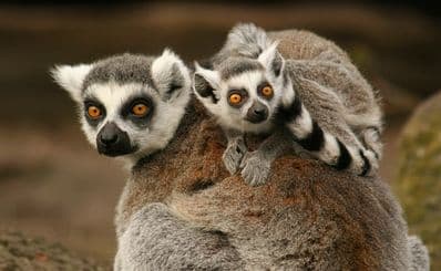 Helsingborg Zoo