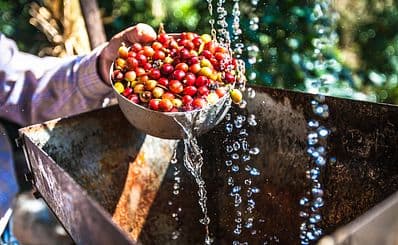 Janson Coffee Farm