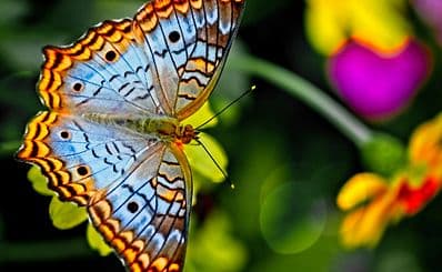 Banteay Srey Butterfly Centre