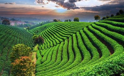 Longjing Tea Fields / 龙井茶园