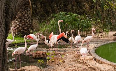 Zoo von Lagos
