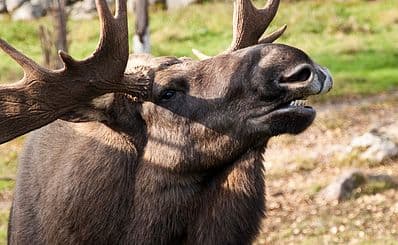 Virum Moose Park
