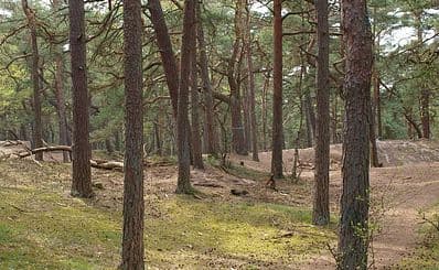 Kronoskogen