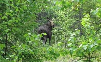 Moose Safari